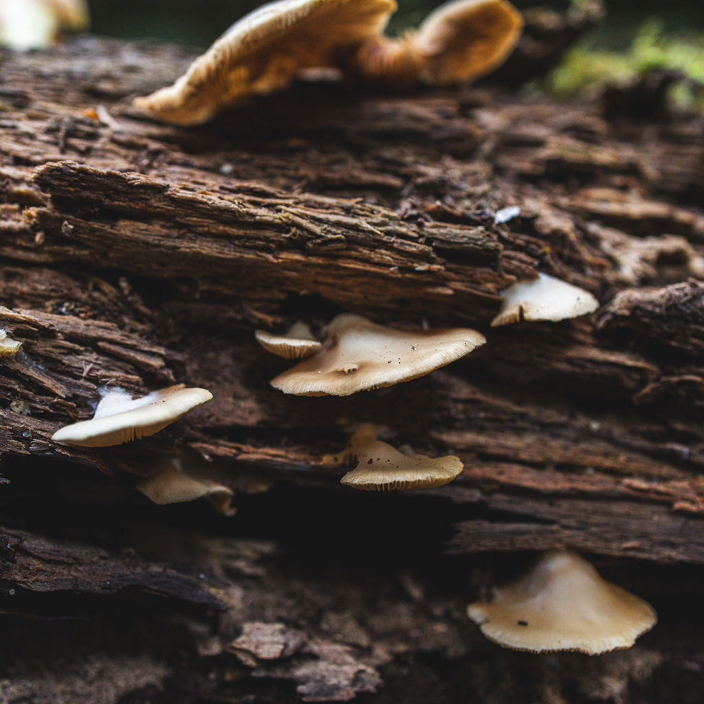 Mushrooms growing on a tree stump with a blurred green background