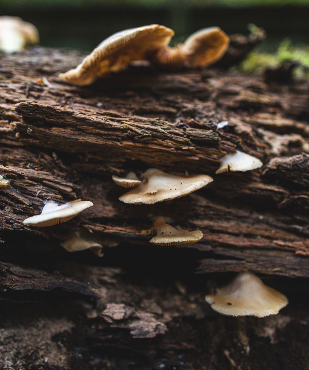 Mushrooms growing on a tree stump with a blurred green background