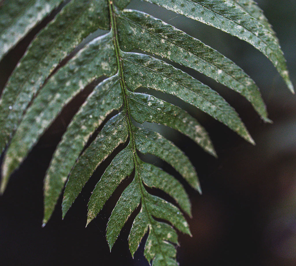 Close-up of a green fern leaf with a blurred background