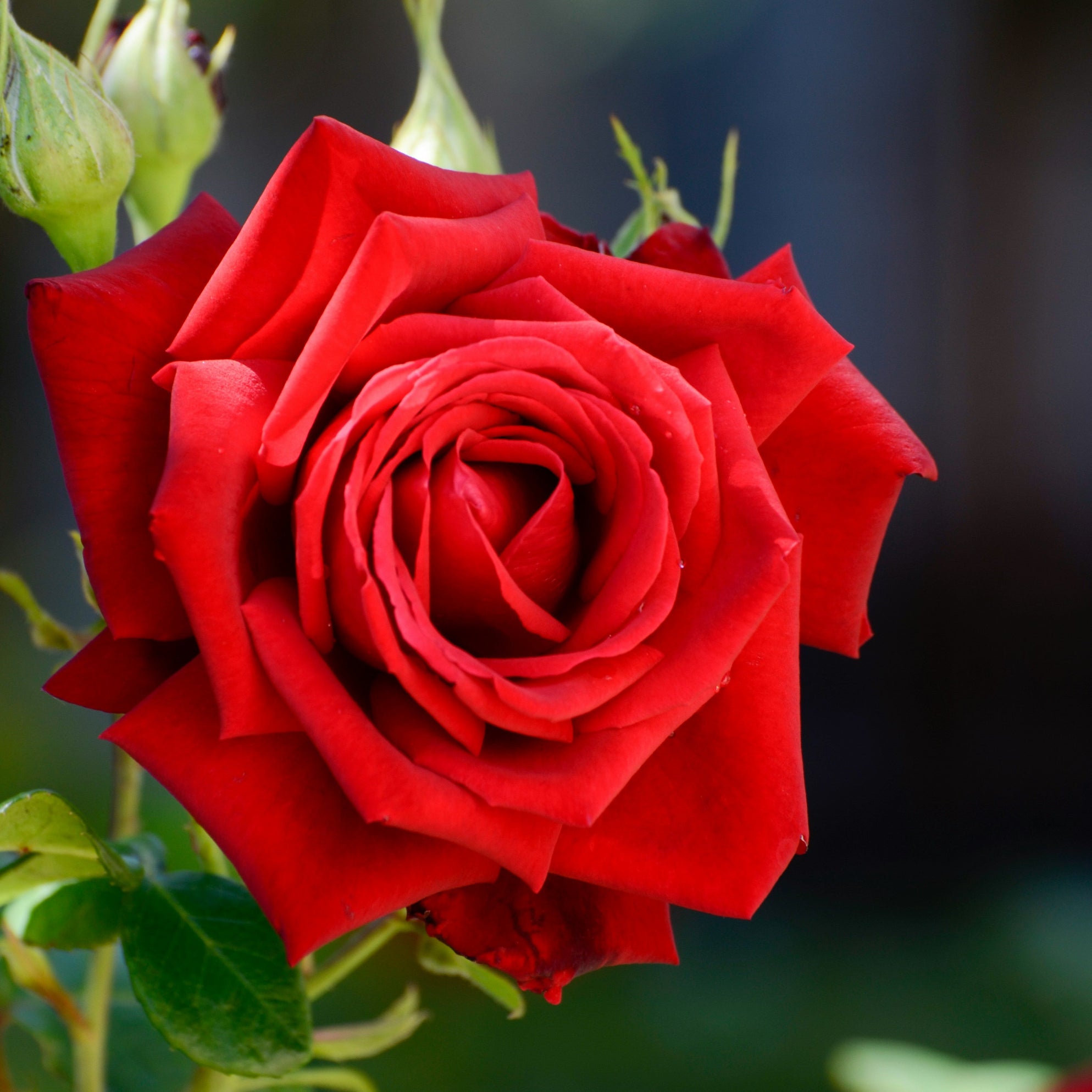 Close-up of a vibrant red rose with green leaves on a blurred natural background