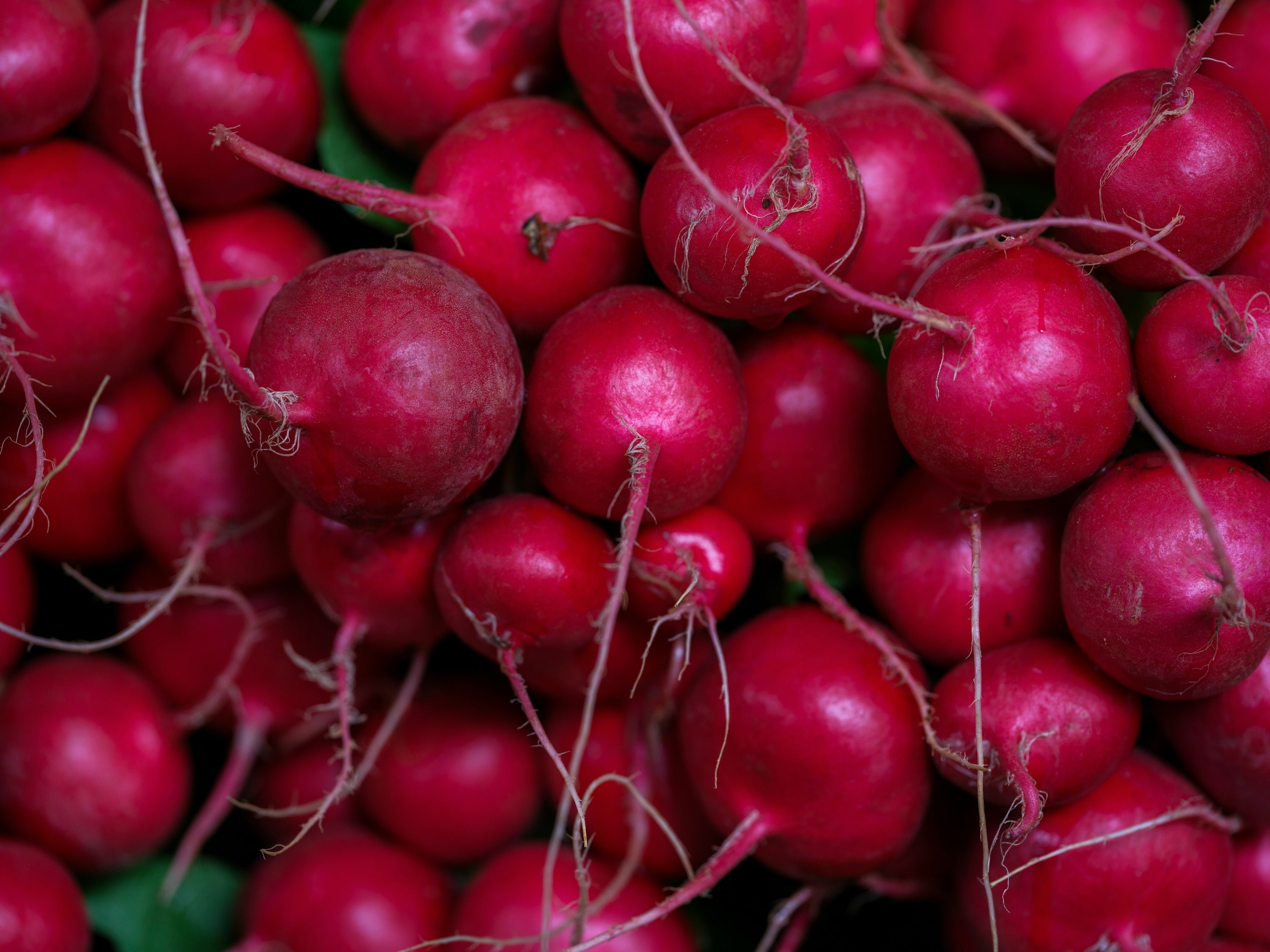Close-up of red radishes with roots attached
