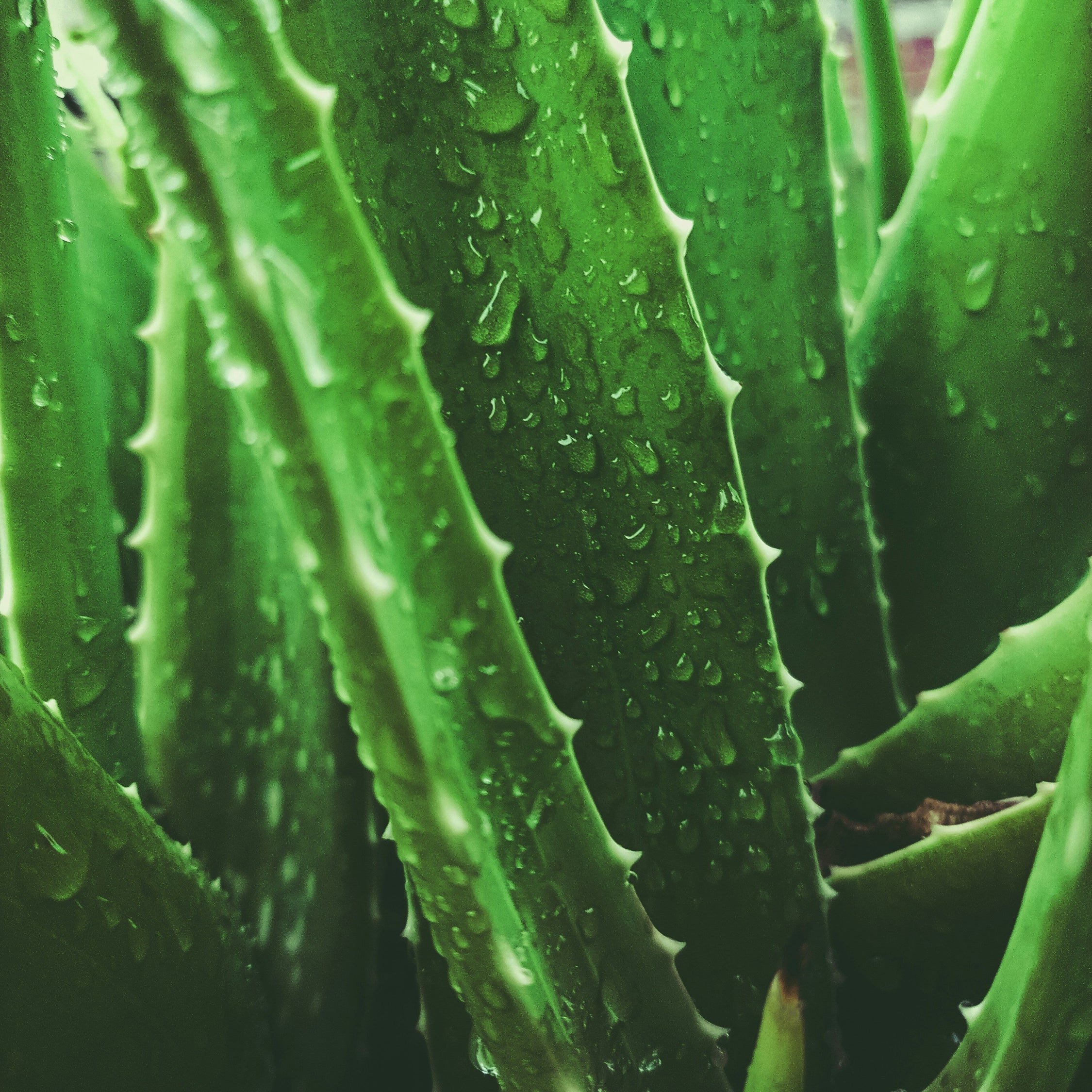 Close-up of a green aloe vera plant with water droplets on its leaves.