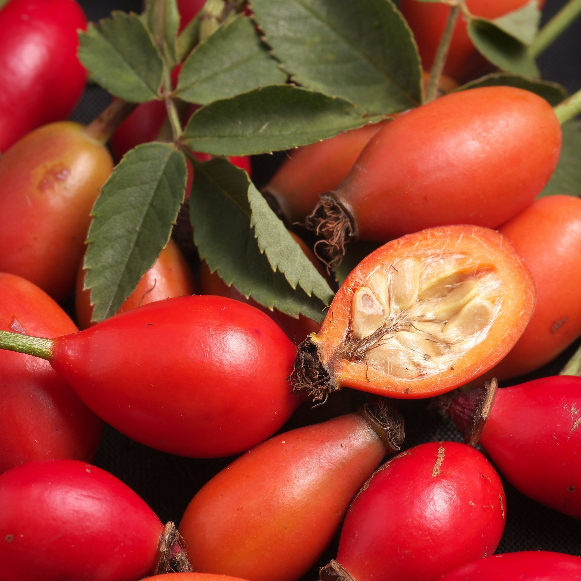 Close-up of rosehips berries with green leaves on a black background